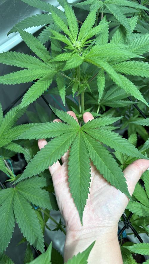 Oreoz Milkshake. Week 10