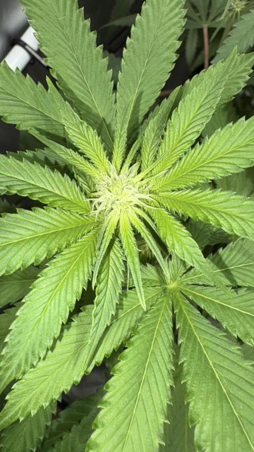 Oreoz Milkshake. Week 10