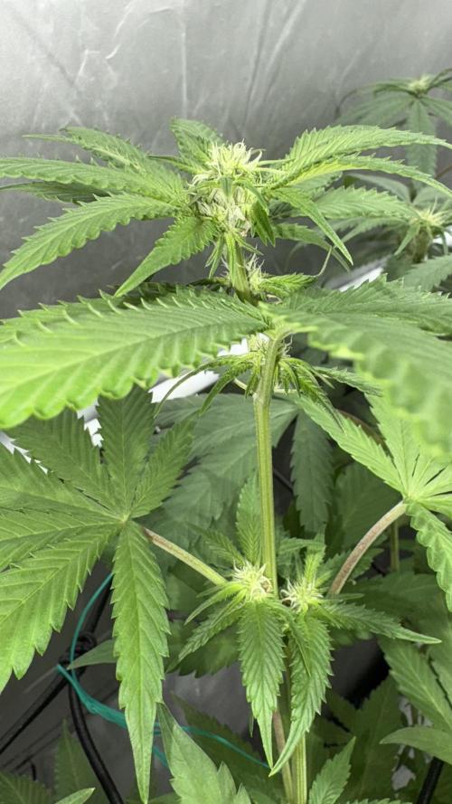 Oreoz Milkshake. Week 10