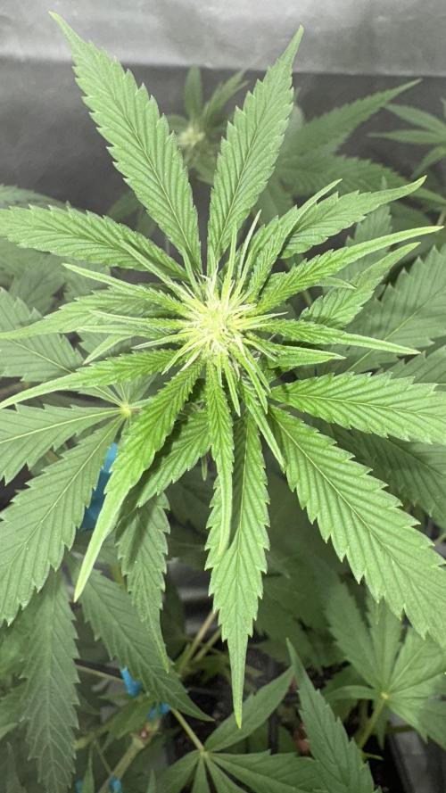 Oreoz Milkshake. Week 10