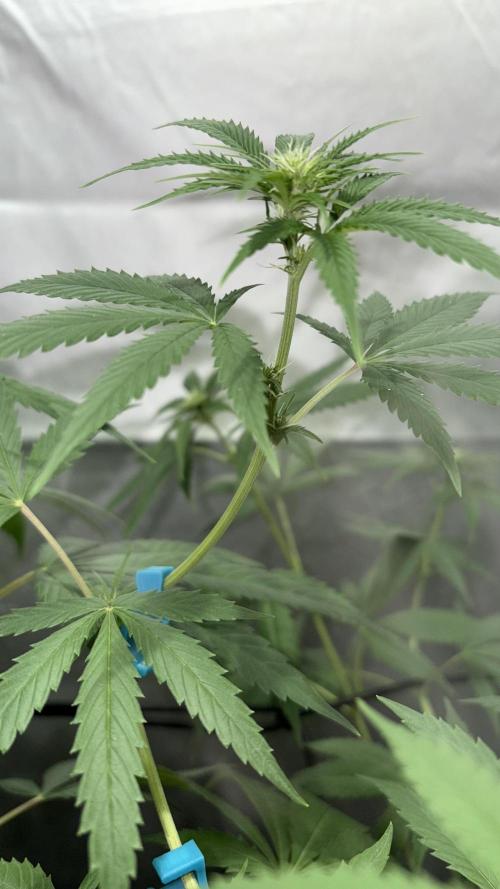 Oreoz Milkshake. Week 10