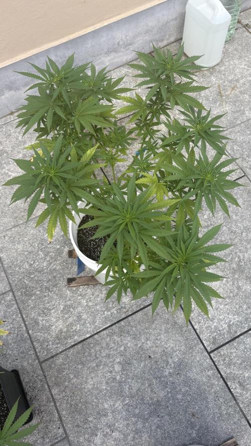 Gelato Exterior. Week 14