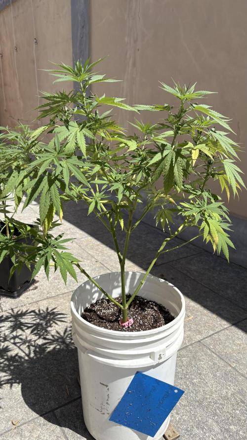 Gelato Exterior. Week 14