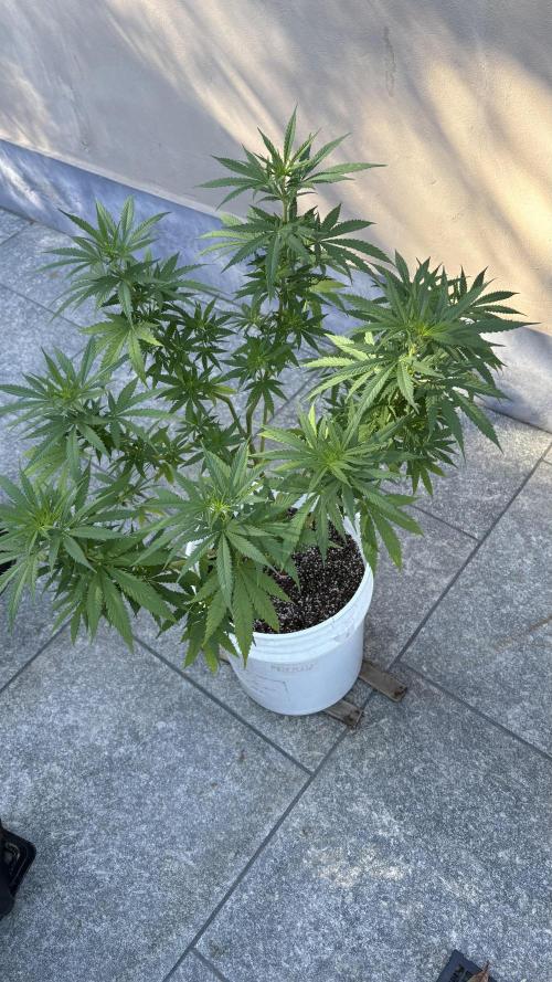 Gelato Exterior. Week 14