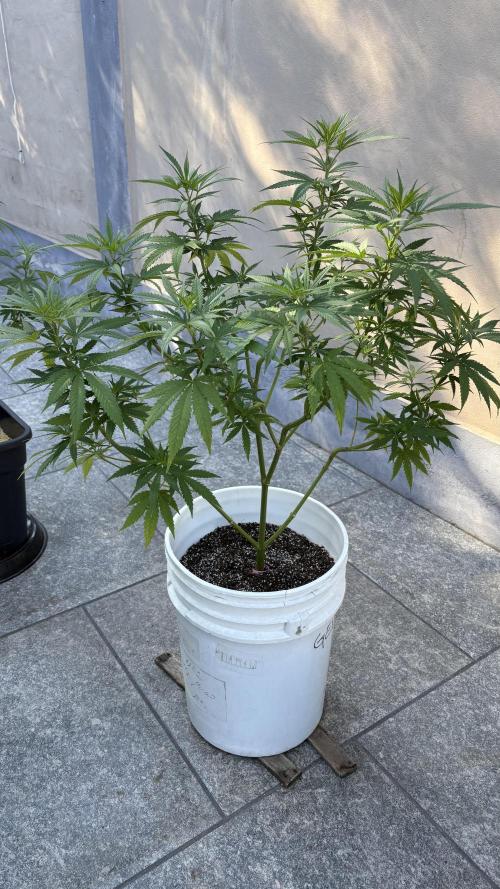 Gelato Exterior. Week 14