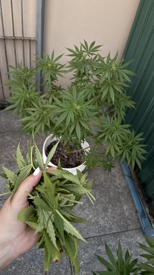 Gelato Exterior. Week 14