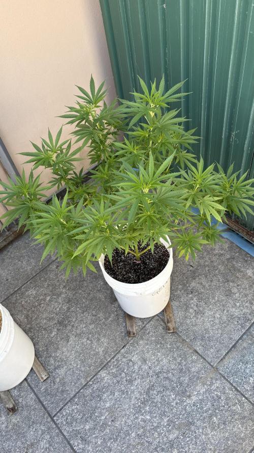 Gelato Exterior. Week 14