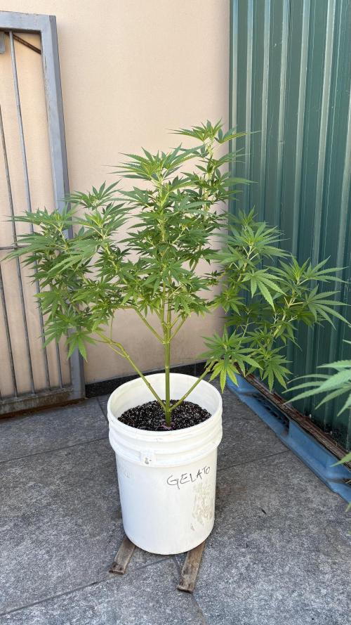 Gelato Exterior. Week 14