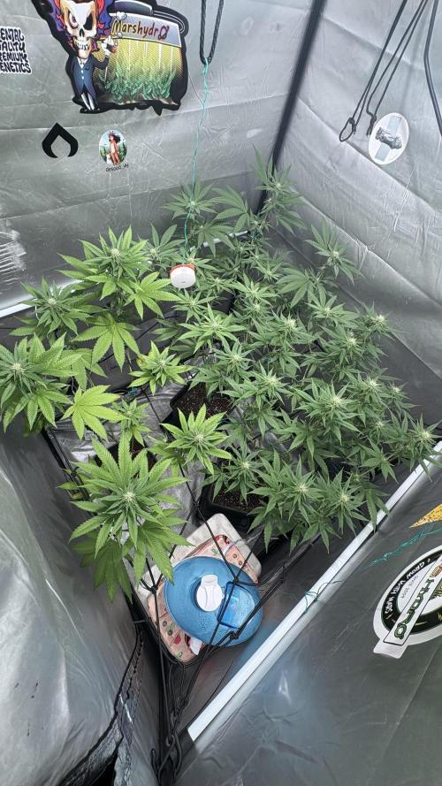 Oreoz Milkshake. Week 11