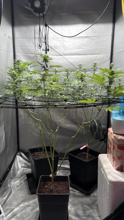 Oreoz Milkshake. Week 11