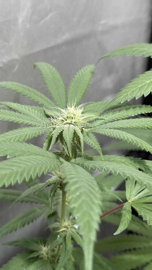 Oreoz Milkshake. Week 11 -  Mcc