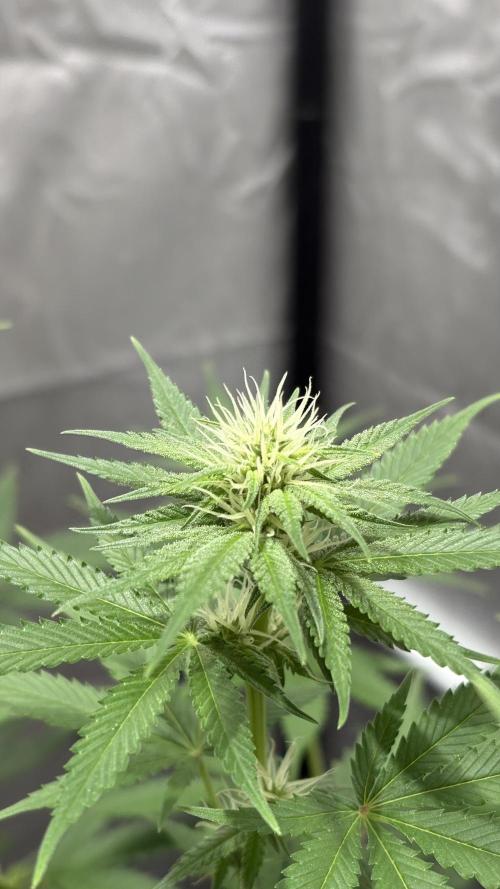 Oreoz Milkshake. Week 11 - Oreoz f3