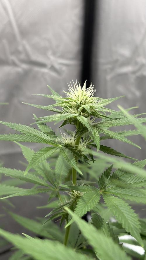 Oreoz Milkshake. Week 11 - O3