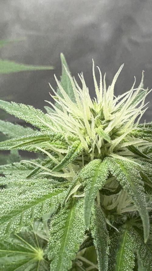 Oreoz Milkshake. Week 11 - O3