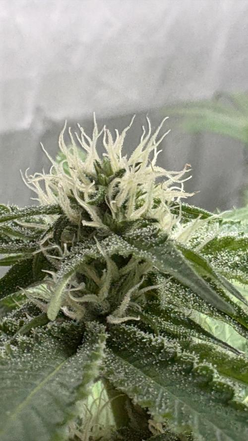 Oreoz Milkshake. Week 11 - Oreoz f1