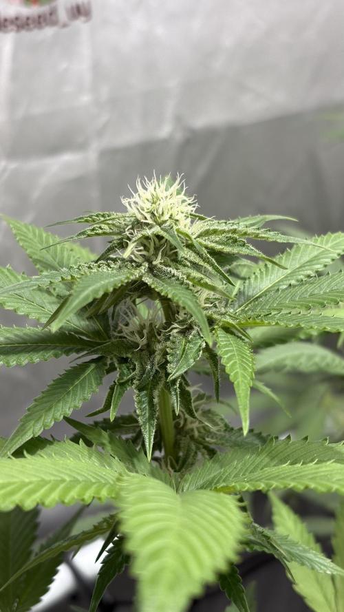 Oreoz Milkshake. Week 11 - O1