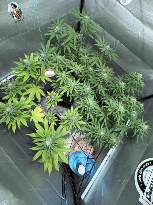 Oreoz Milkshake. Week 12