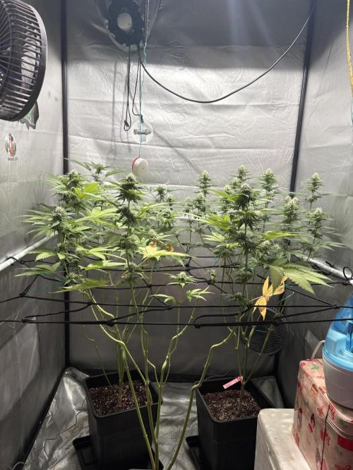 Oreoz Milkshake. Week 12