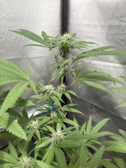 Oreoz Milkshake. Week 12