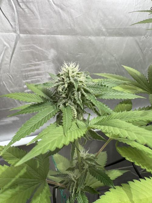 Oreoz Milkshake. Week 12