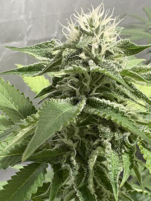 Oreoz Milkshake. Week 12