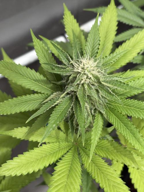 Oreoz Milkshake. Week 12