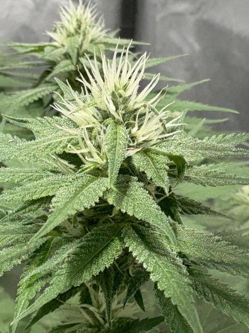 Oreoz Milkshake. Week 12