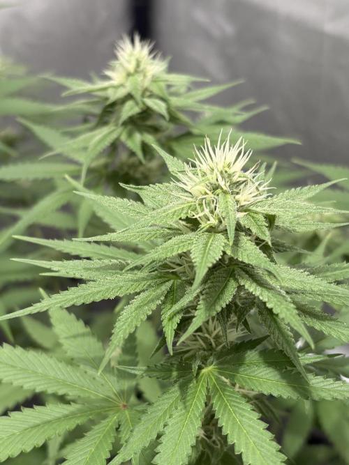 Oreoz Milkshake. Week 12