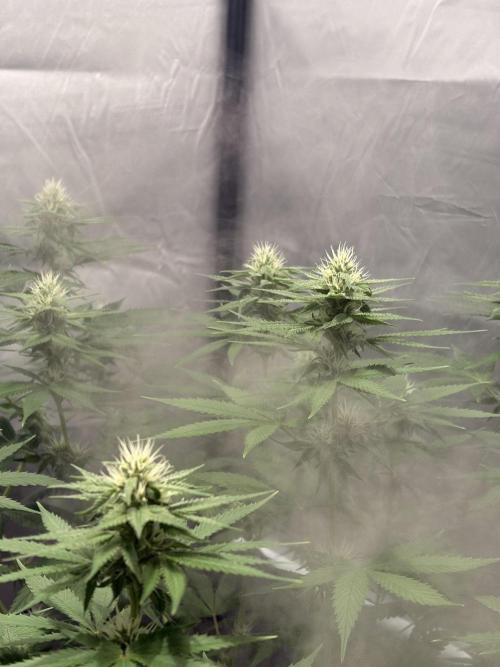 Oreoz Milkshake. Week 12