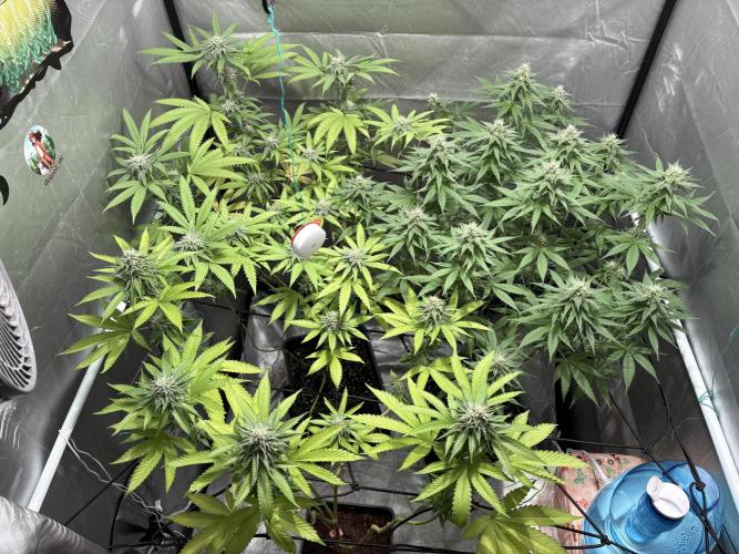 Oreoz Milkshake. Week 13