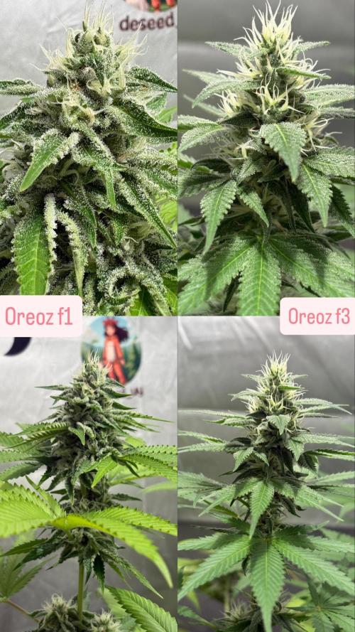 Oreoz Milkshake. Week 13
