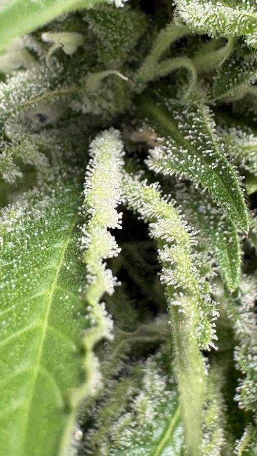 Oreoz Milkshake. Week 13