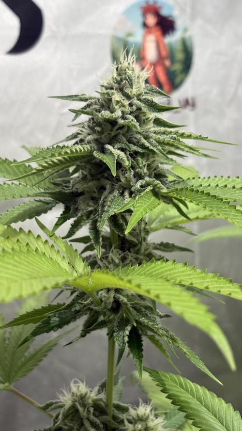 Oreoz Milkshake. Week 13