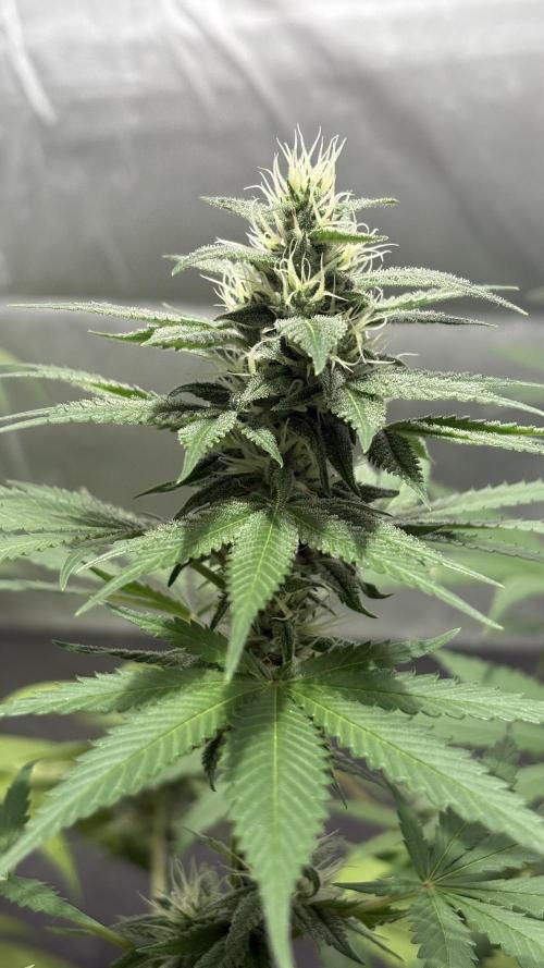 Oreoz Milkshake. Week 13