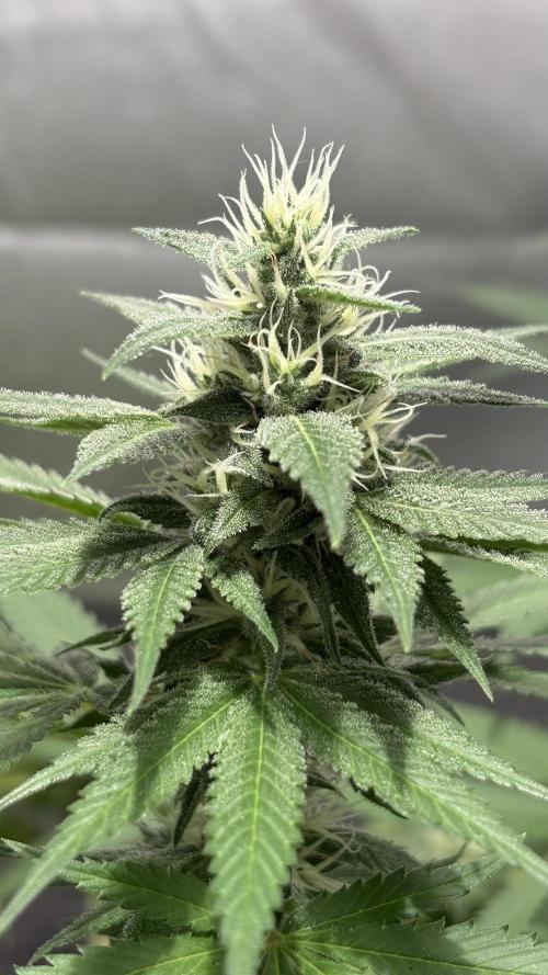 Oreoz Milkshake. Week 13