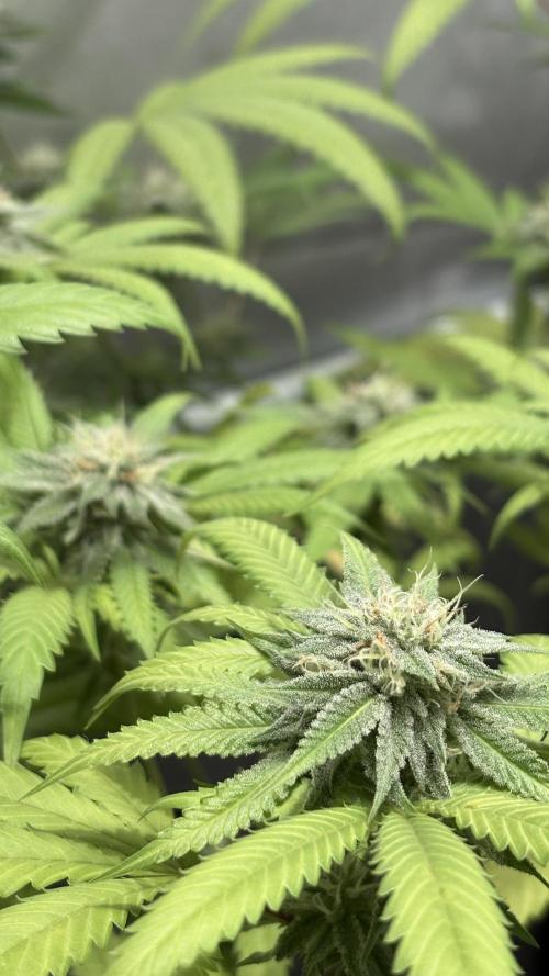 Oreoz Milkshake. Week 13