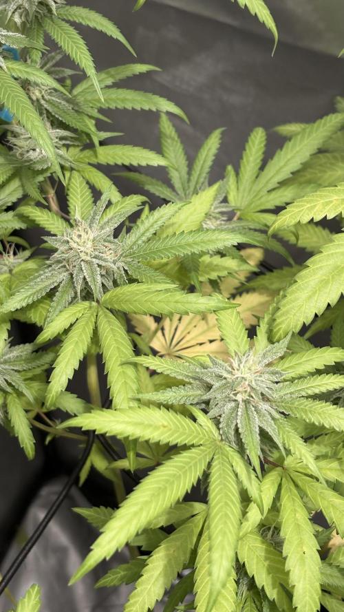 Oreoz Milkshake. Week 13