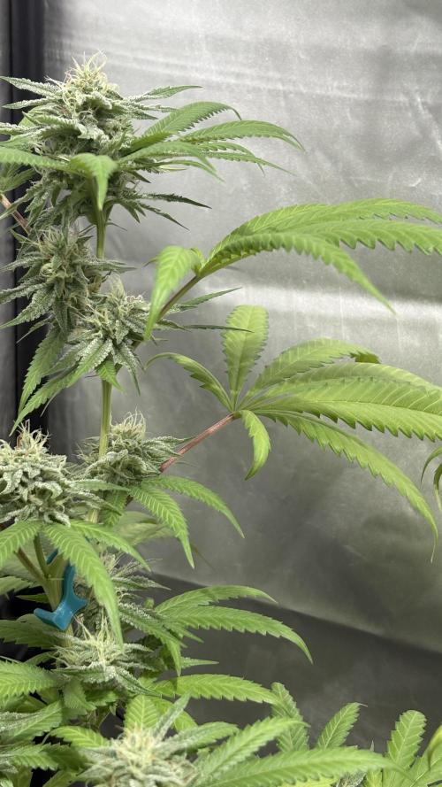 Oreoz Milkshake. Week 13