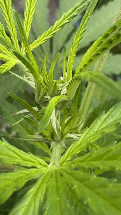 Gelato Exterior. Week 16