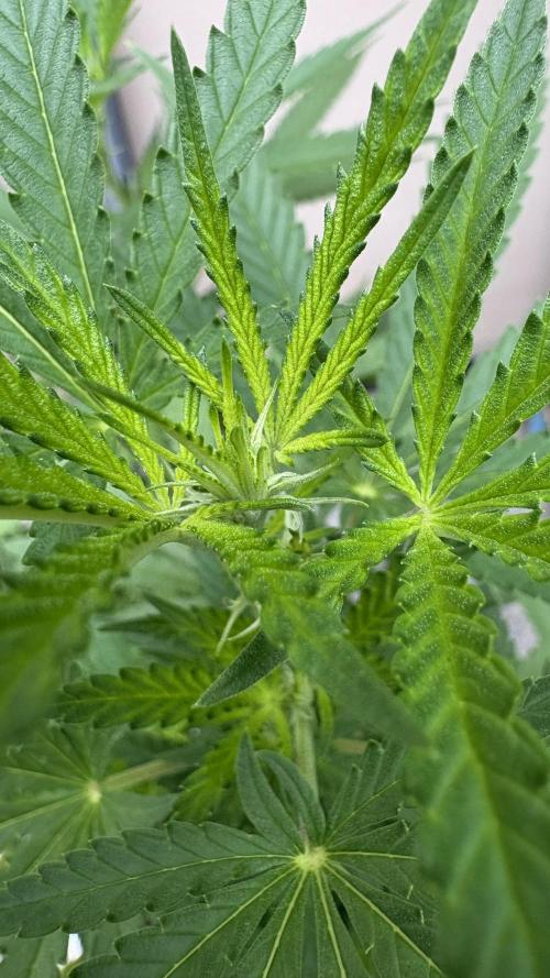 Gelato Exterior. Week 16