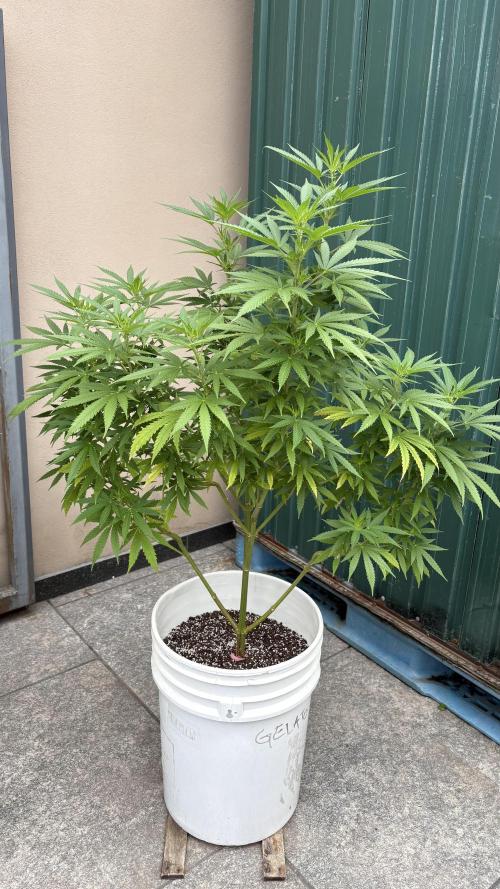 Gelato Exterior. Week 16