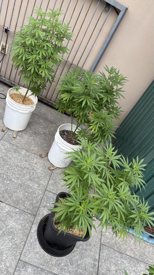 Gelato Exterior. Week 16