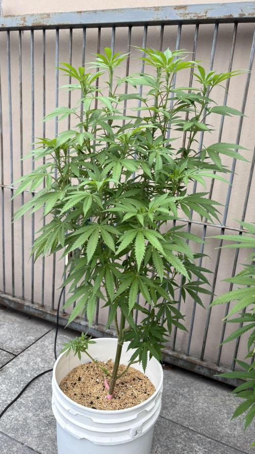 Bike Exterior. Week 16