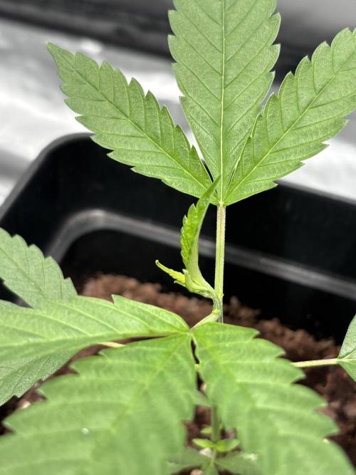 Mango Cake Crasher. Week 4