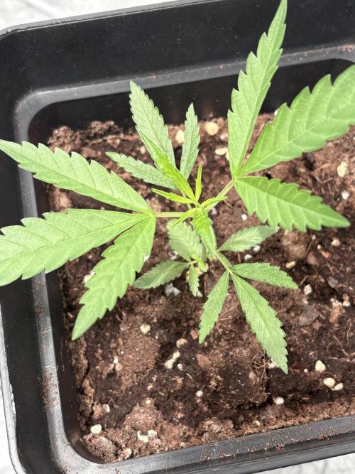 Mango Cake Crasher. Week 4