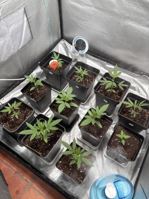 Mango Cake Crasher. Week 4