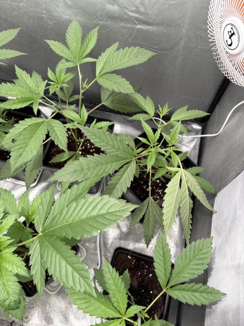 Mango Cake Crasher. Week 7