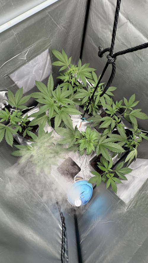 Mango Cake Crasher. Week 7