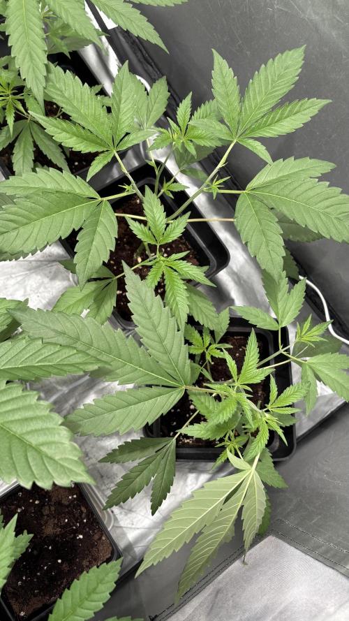 Mango Cake Crasher. Week 7