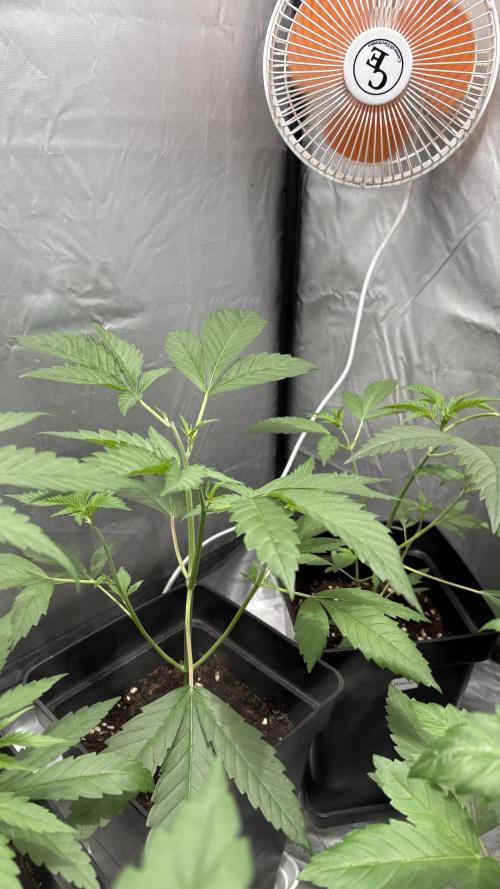 Mango Cake Crasher. Week 7